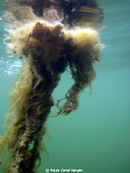 The Floffy ball, filamentous algae by Paula Canal Vergés 